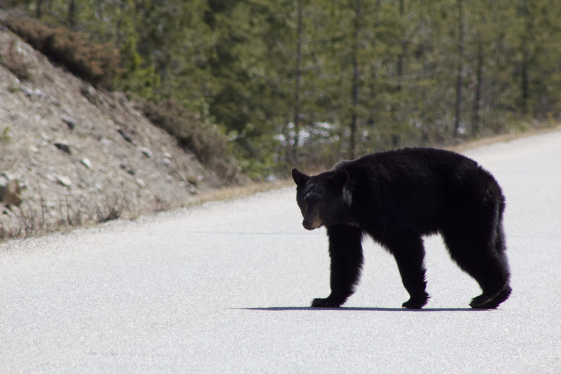 Black bear foraging along the bank of a river in the Canadian Rockies, Alberta